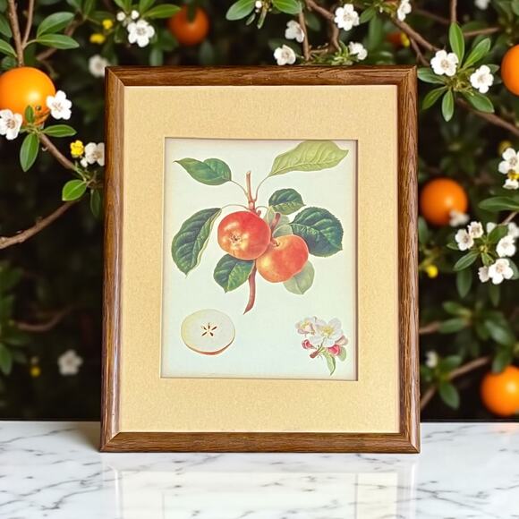 Framed Botanical Peach Art Print-Vintage Style Fruit-Wall Decor-Kitchen-Rustic - Picture 1 of 6
